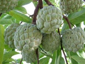 番荔枝的功效與作用、營養(yǎng)價值及使用方法
