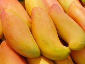 芒果的營養(yǎng)價值、功效與作用、食用禁忌