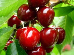吃櫻桃有什么好處？櫻桃的營(yíng)養(yǎng)價(jià)值、功效與作用