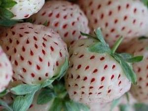 菠蘿莓的營(yíng)養(yǎng)價(jià)值-菠蘿莓的功效與作用