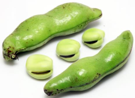 蠶豆的營養(yǎng)價值、功效與作用-蠶豆的做法大全