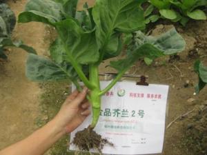 吃芥藍(lán)好嗎？芥藍(lán)的營養(yǎng)價(jià)值、功效與作用