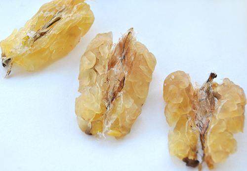 中國(guó)林蛙(雪蛤)的功效與作用 林蛙油的功效與作用及食用方法