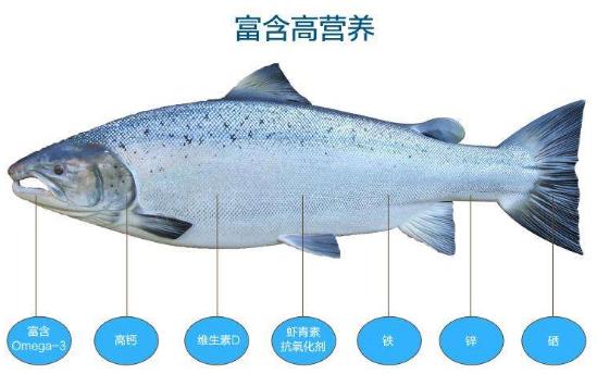 三文魚的營養(yǎng)價(jià)值 三文魚的適用人群 孕婦能吃三文魚嗎