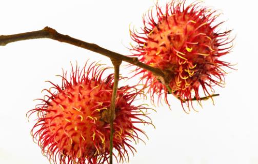 紅毛丹好吃嗎?紅毛丹不能和什么一起吃 紅毛丹的營(yíng)養(yǎng)