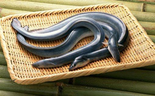 日本鰻遇嚴重魚荒 鰻魚的營養(yǎng)價值 吃鰻魚有6大好處