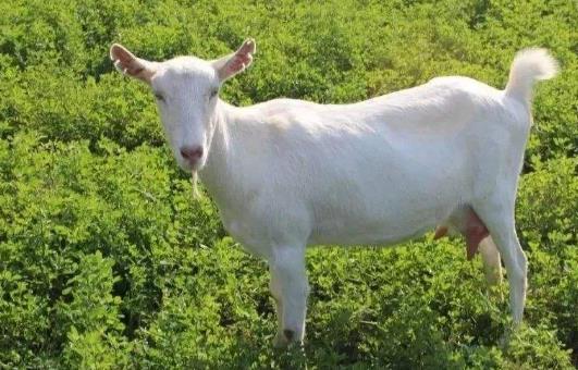 羊奶和牛奶有哪些區(qū)別?喝羊奶有哪些好處?