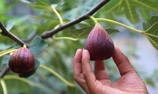無花果不宜和什么一起吃?吃無花果有哪些好處?