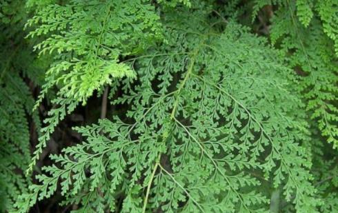烏韭的營養(yǎng)價(jià)值是什么?吃烏韭的好處