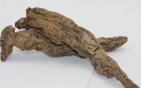 玄參的作用是什么?玄參的營養(yǎng)價值