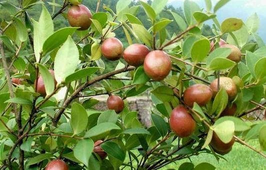 油茶是什么?油茶有哪些價(jià)值?