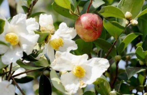 油茶是什么?油茶有哪些價(jià)值?