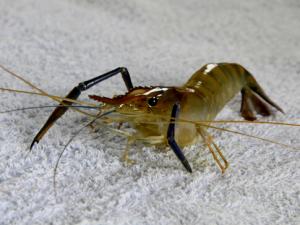 河蝦和龍蝦怎么洗？怎么進行河蝦的冷凍處理
