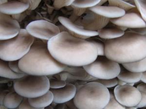 怎樣清洗平菇最干凈？平菇的清洗方法