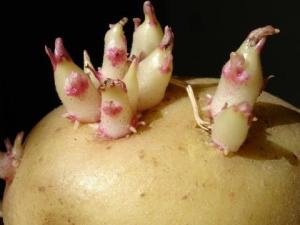 土豆怎么存放不宜發(fā)芽？土豆發(fā)芽了怎么辦