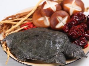 如何挑選甲魚？甲魚的挑選方法