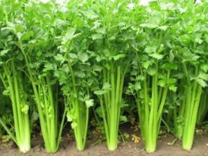 怎樣挑選新鮮的芹菜？芹菜的選購(gòu)方法