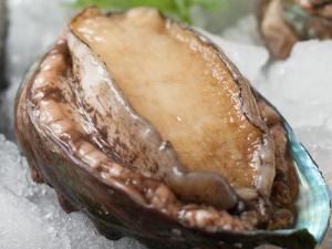 如何挑選優(yōu)質(zhì)鮑魚？鮑魚的挑選方法