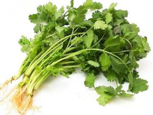 冬天香菜怎么保存？香菜的保存方法