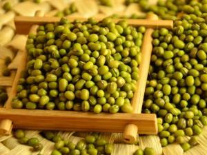 怎樣識(shí)別綠豆的好壞？如何挑選優(yōu)質(zhì)綠豆