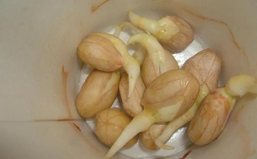 花生發(fā)芽了能吃嗎?花生有什么功效及作用?