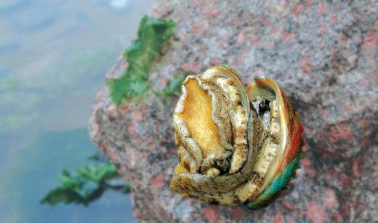 鮑魚(yú)怎么清洗才算干凈?鮑魚(yú)死了還可以吃嗎?