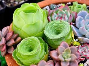 多肉植物怎么養(yǎng)？如何給多肉植物澆水？