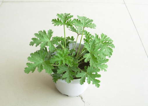 驅蚊草是什么?驅蚊草怎么養(yǎng)?