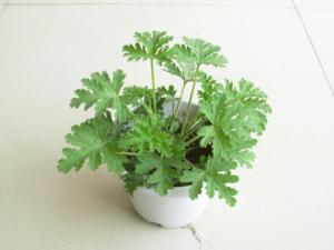驅(qū)蚊草是什么？驅(qū)蚊草怎么養(yǎng)？