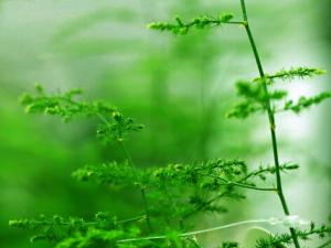 文竹葉子發(fā)黃怎么辦-文竹怎么養(yǎng)？