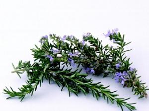 迷迭香的功效與作用-迷迭香怎么養(yǎng)？