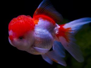 金魚吃什么？金魚吃多了怎么辦？