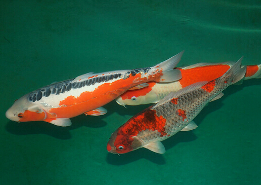 錦鯉魚怎么養(yǎng)?如何對(duì)錦鯉魚進(jìn)行魚病防治?