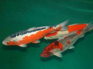 錦鯉魚怎么養(yǎng)？如何對(duì)錦鯉魚進(jìn)行魚病防治？