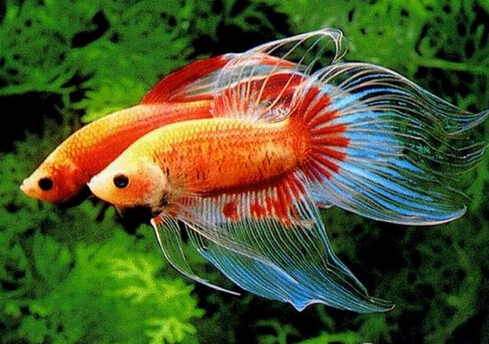 斗魚怎么養(yǎng)?斗魚養(yǎng)殖的注意事項(xiàng)