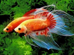 斗魚怎么養(yǎng)？斗魚養(yǎng)殖的注意事項(xiàng)