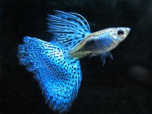 孔雀魚怎么養(yǎng)？孔雀魚爛尾怎么辦？