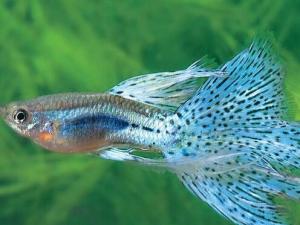 鳳尾魚(yú)怎么養(yǎng)？鳳尾魚(yú)養(yǎng)殖的注意事項(xiàng)