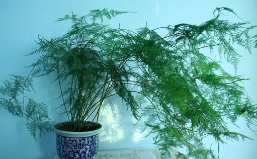 文竹怎么養(yǎng) 文竹可以水養(yǎng)嗎 文竹怎么修剪