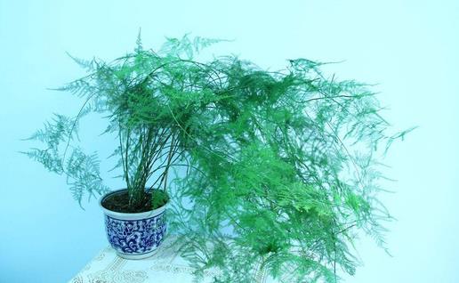 文竹怎么養(yǎng) 文竹可以水養(yǎng)嗎 文竹怎么修剪