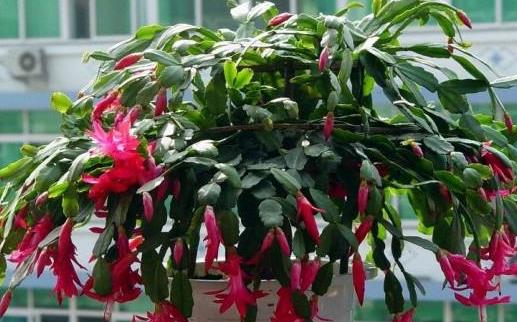 蟹爪蘭有毒嗎 蟹爪蘭什么時候開花 蟹爪蘭怎么養(yǎng)