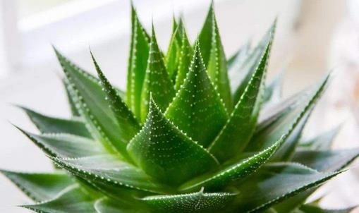 蘆薈有毒嗎 蘆薈怎么養(yǎng)長得快 蘆薈怎么澆水
