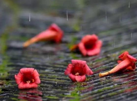 梅雨季節(jié)是什么時間,在什么節(jié)氣之間,梅雨季節(jié)分布在哪些省