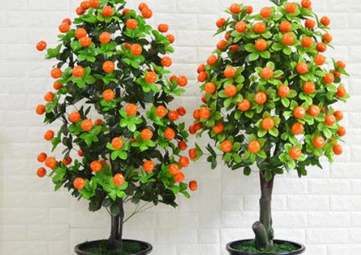 家里養(yǎng)什么植物好?哪些植物防輻射?