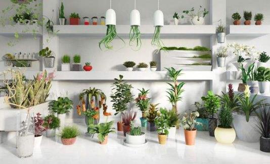 家里養(yǎng)什么植物好?哪些植物防輻射?