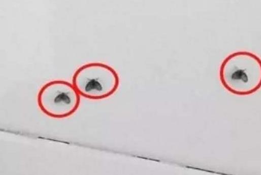 垃圾桶里的小飛蟲是什么?怎么來(lái)的?怎么殺滅這些果蠅