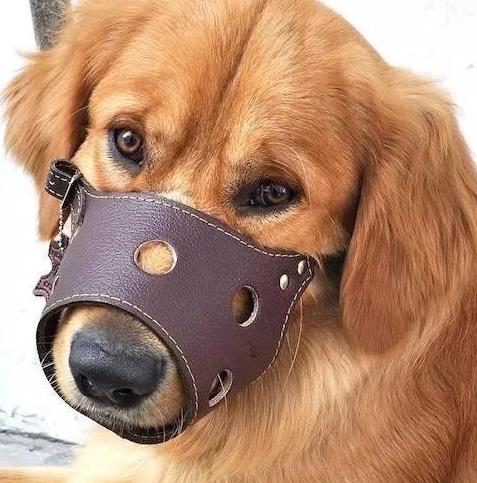 狗狗嘴套能戴一晚上嗎?為什么要給狗狗戴嘴套
