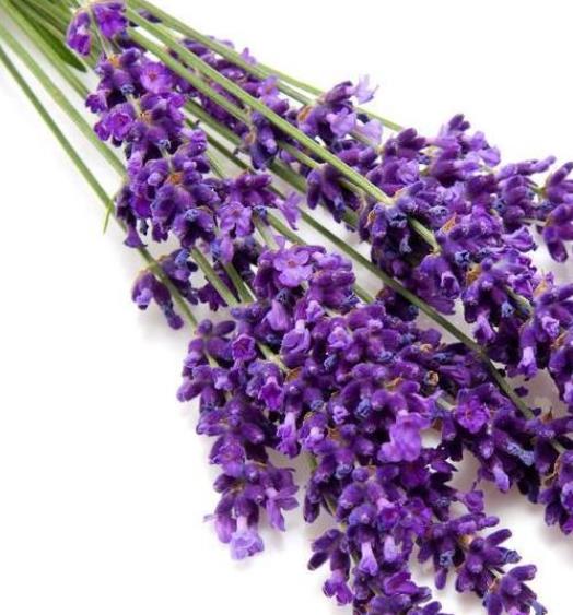 薰衣草爛根還能活嗎?薰衣草爛根怎么補(bǔ)救