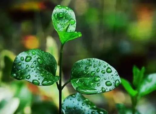 2021梅雨季節(jié)怎樣防止家里發(fā)霉?2021年武漢梅雨季節(jié)是幾月份