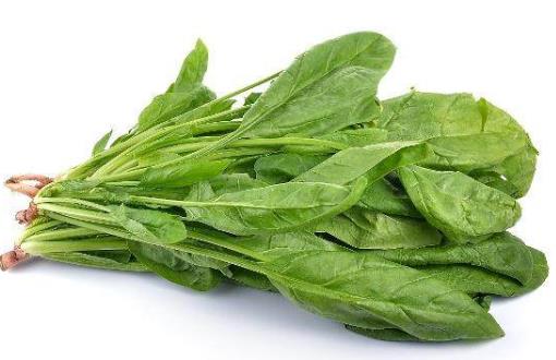 種植菠菜要怎么施肥?種植菠菜要注意什么